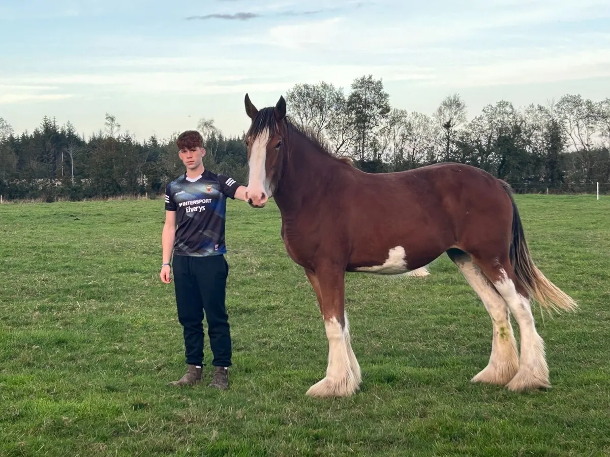 Clydesdale Yearling Filly (registered) - Image 4