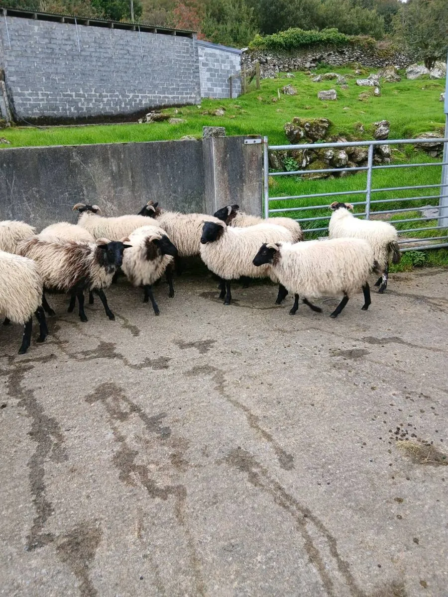 Ewe lambs - Image 3