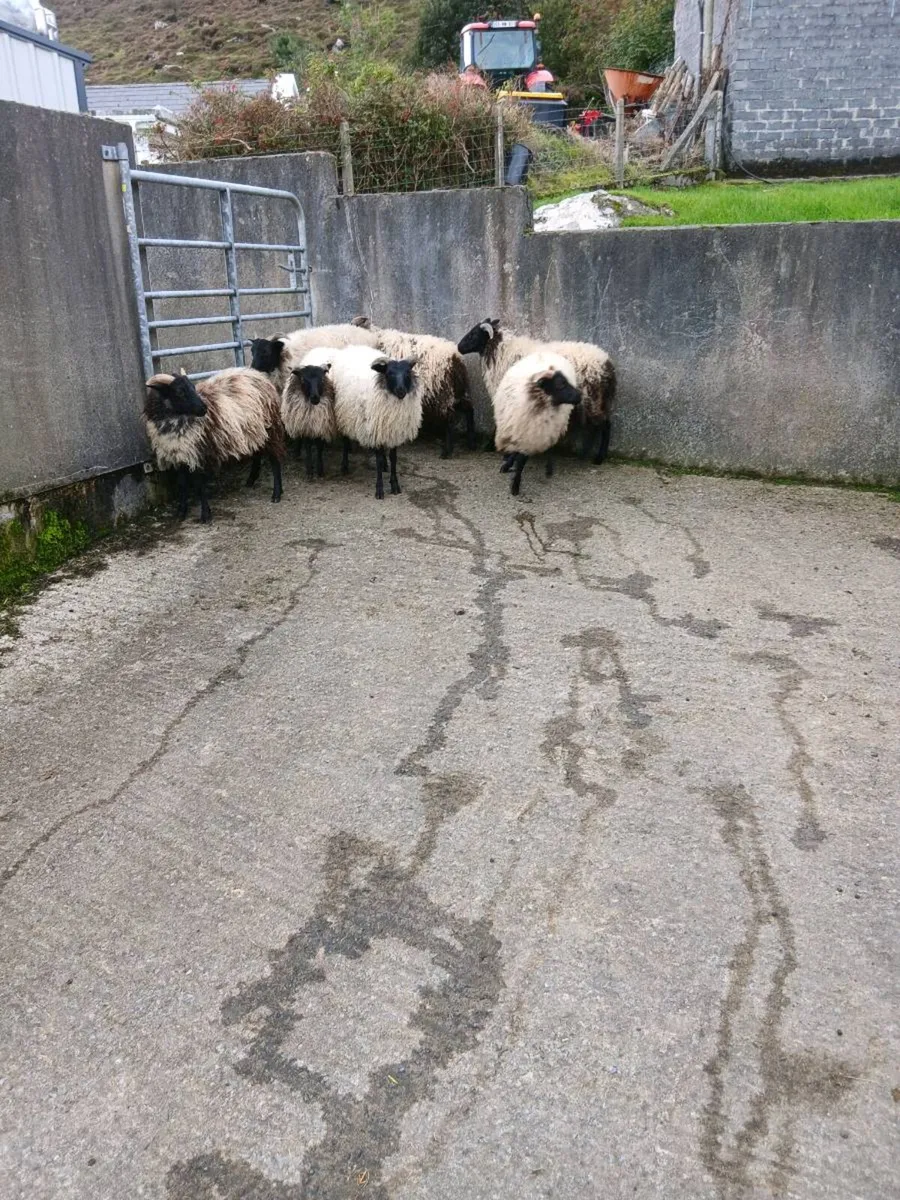 Ewe lambs - Image 4