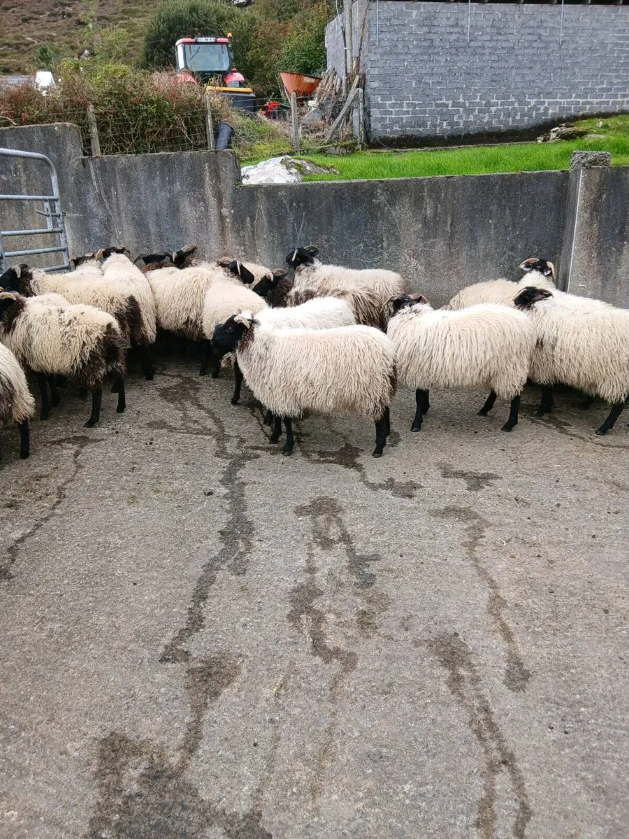 Ewe lambs - Image 1