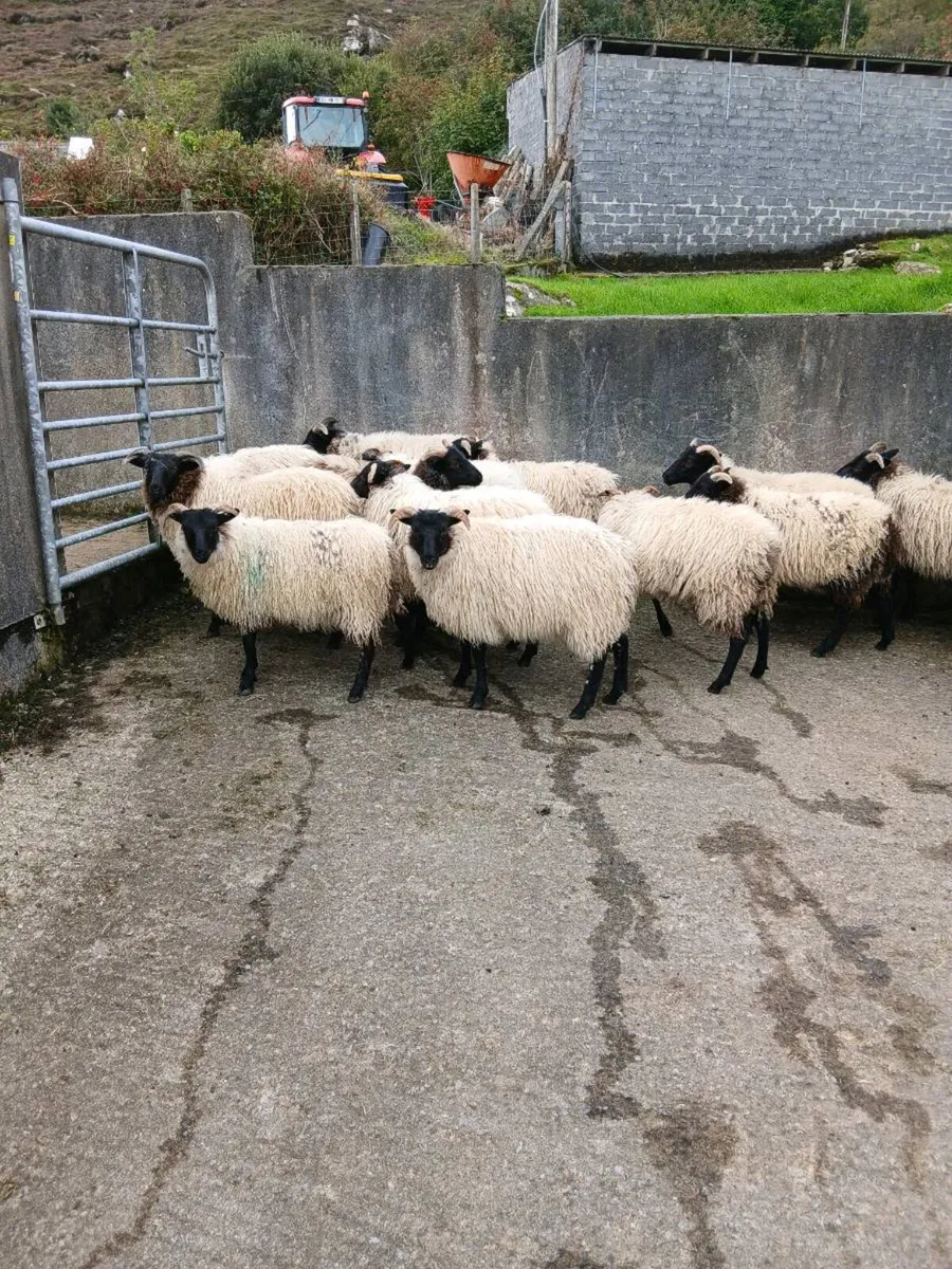 Ewe lambs - Image 2