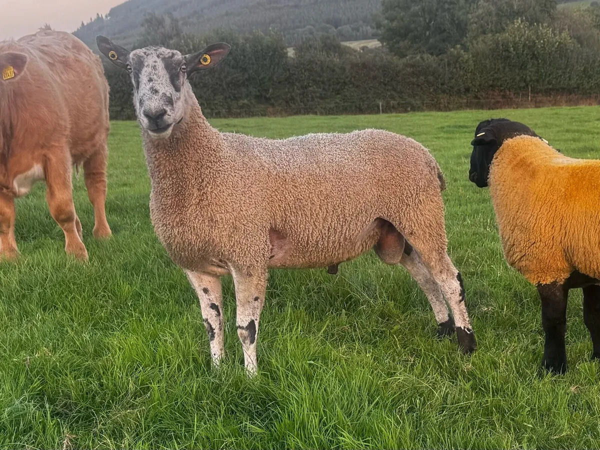 2yo Pedigree Bluefaced Leicester - Image 1