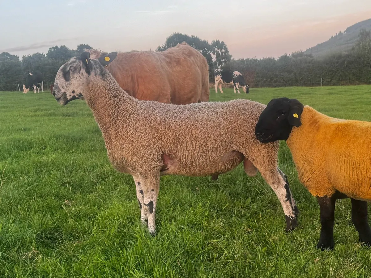 2yo Pedigree Bluefaced Leicester - Image 2