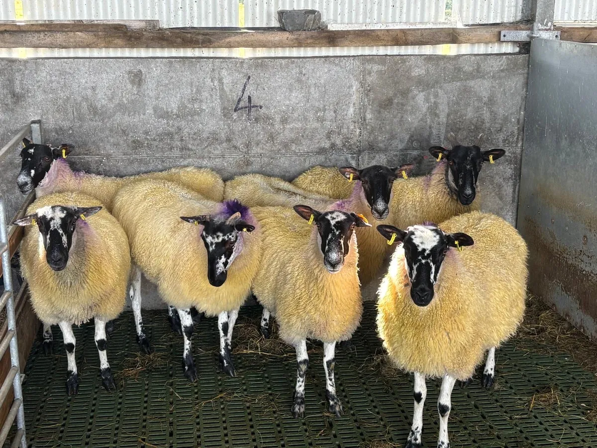 7 Quality Mule Hoggets - Image 4