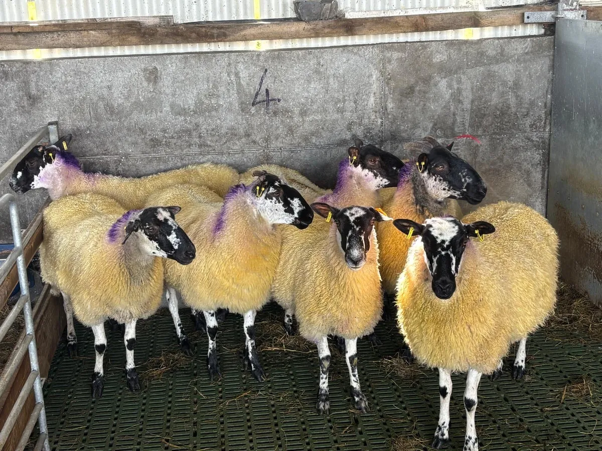 7 Quality Mule Hoggets - Image 2