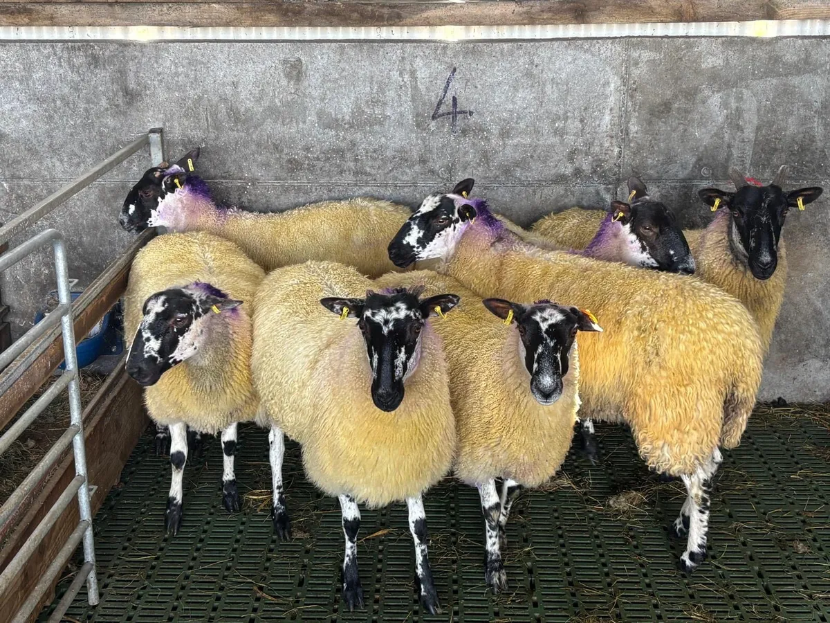 7 Quality Mule Hoggets - Image 3