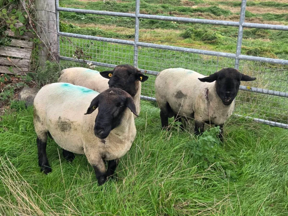 Sheep - Image 1