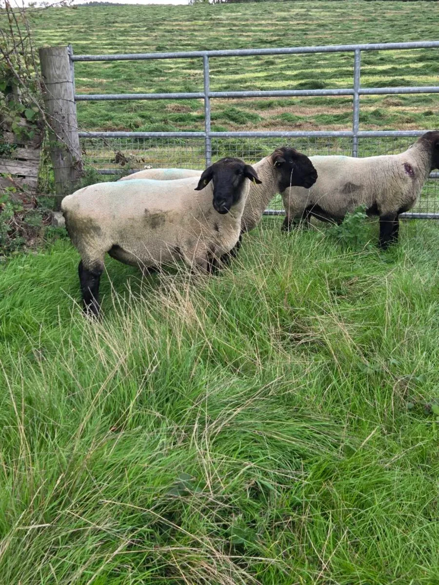 Sheep - Image 2
