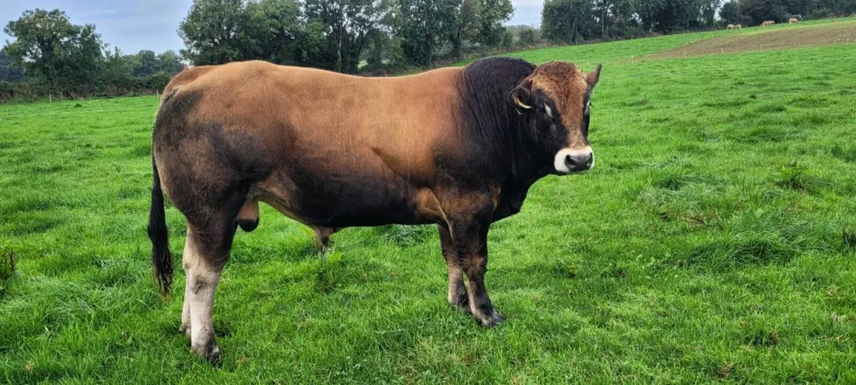 Bull - Image 1