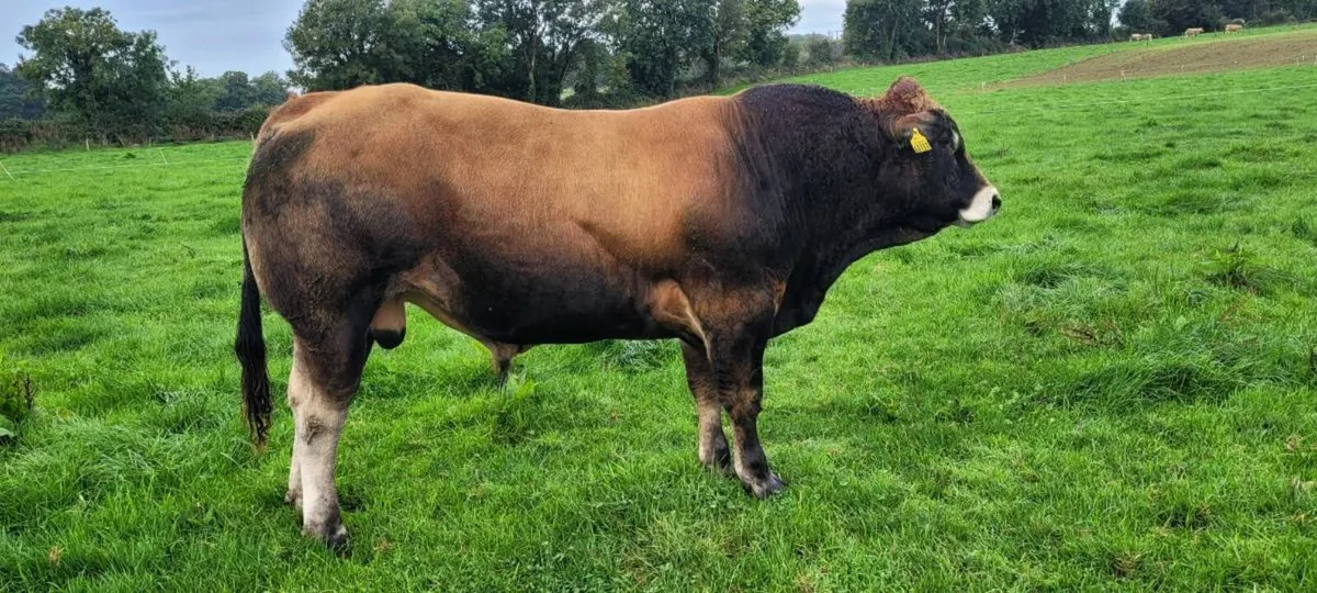 Bull - Image 2