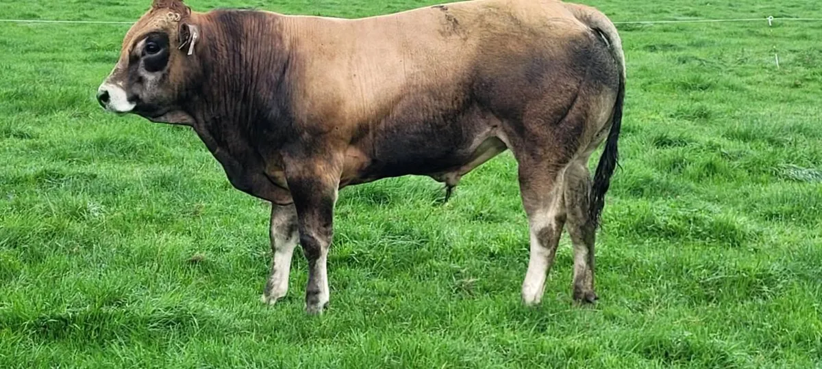 Bull - Image 3