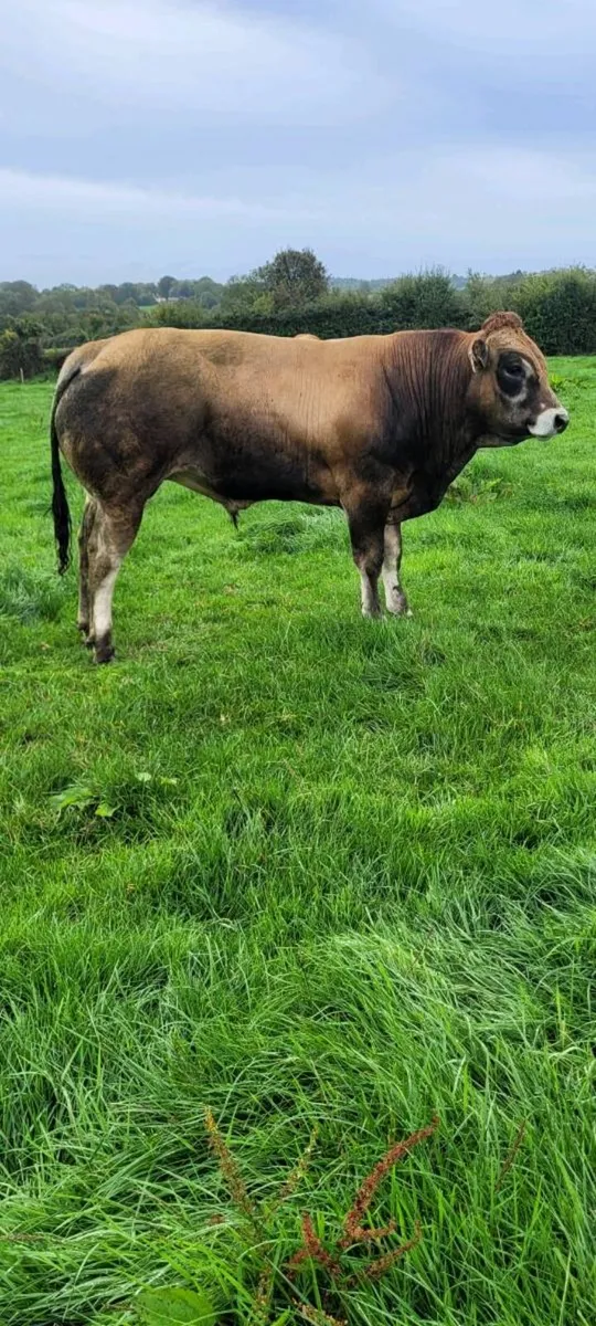 Bull - Image 4