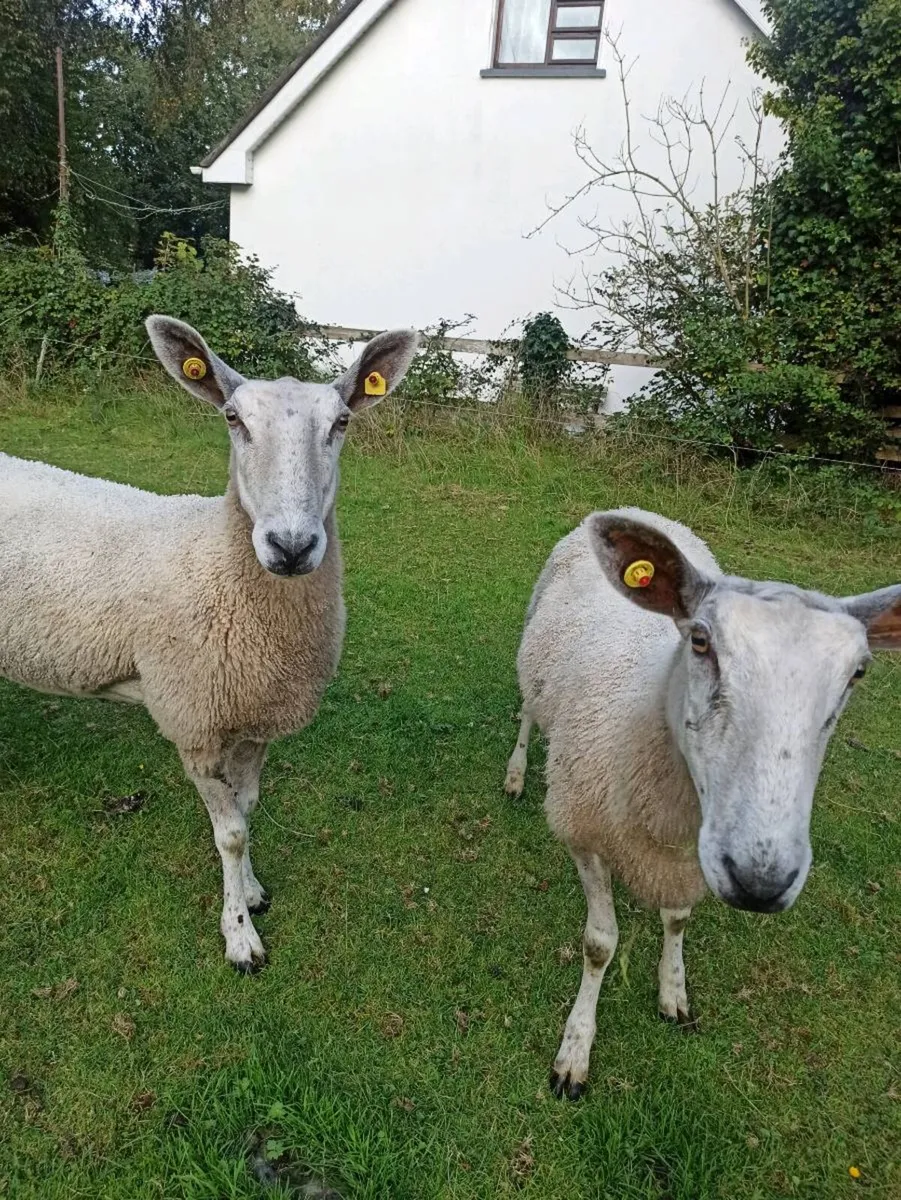 Bluefaced Leicester ewes - Image 2