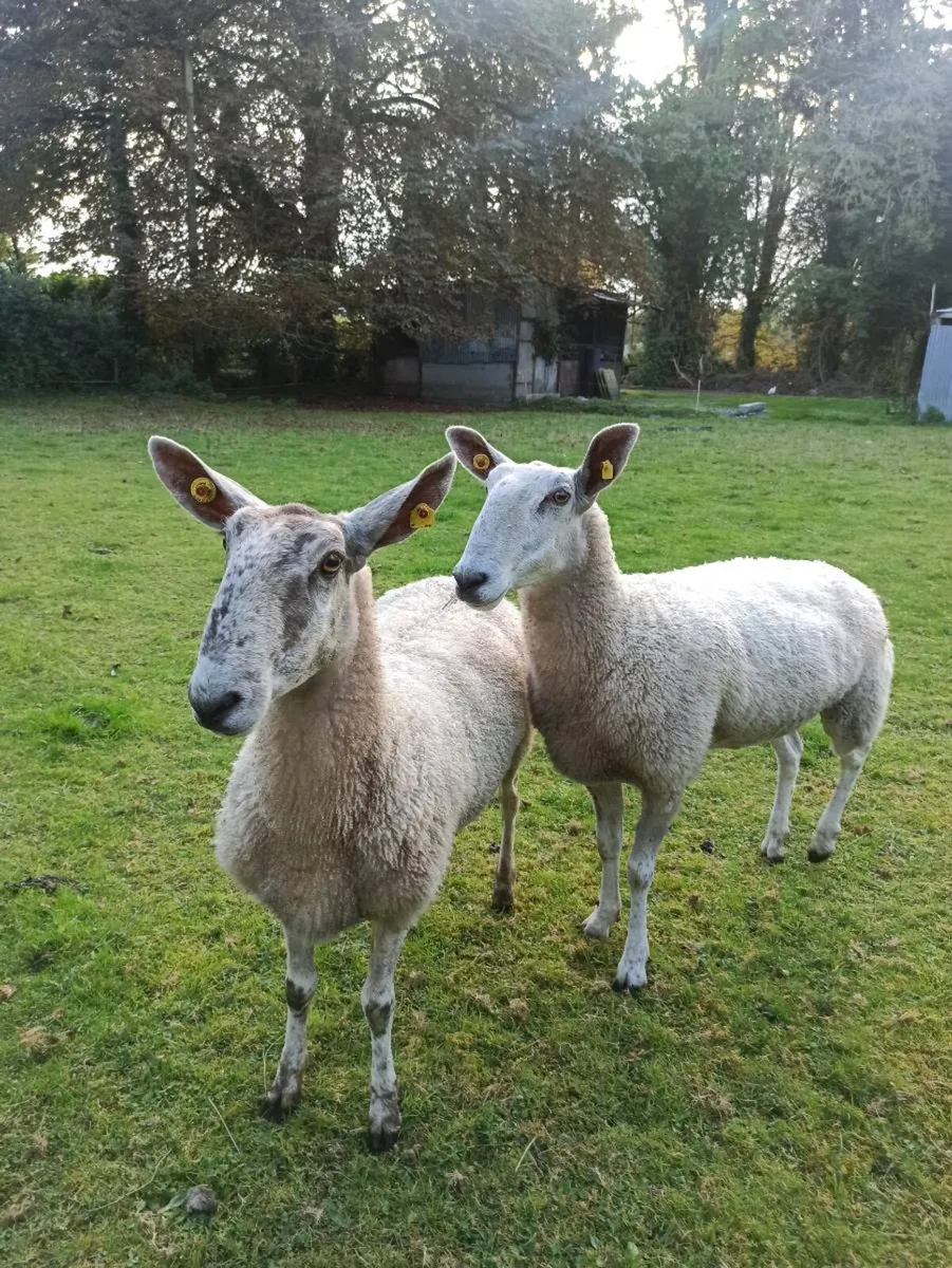 Bluefaced Leicester ewes - Image 1
