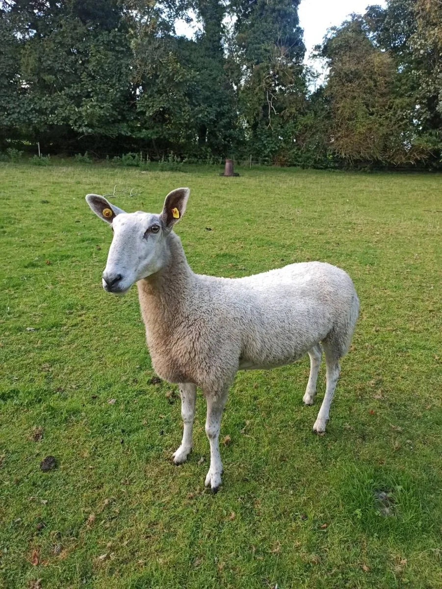 Bluefaced Leicester ewes - Image 3