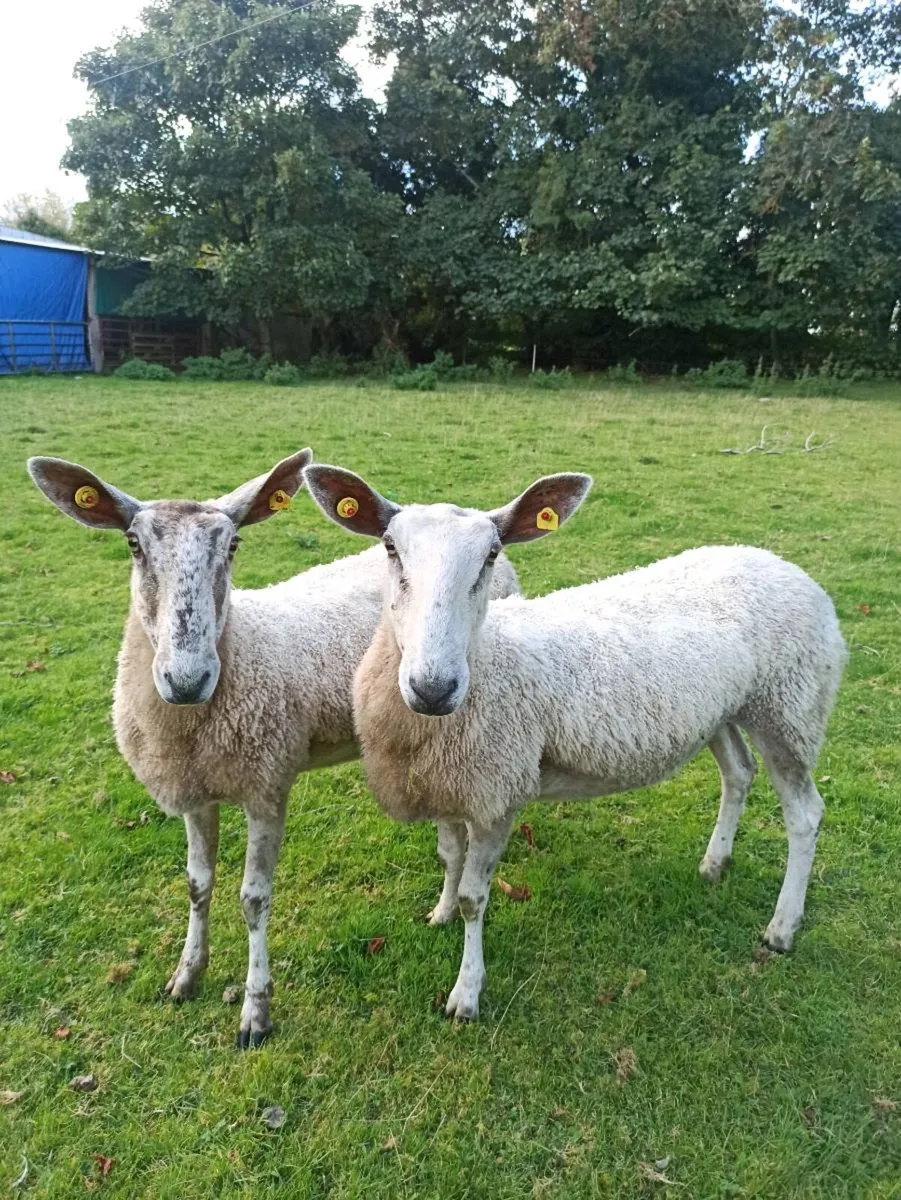 Bluefaced Leicester ewes - Image 4