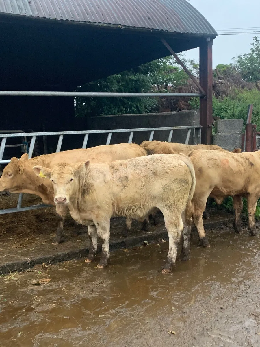 5 Chx bull weanlings for sale - Image 3