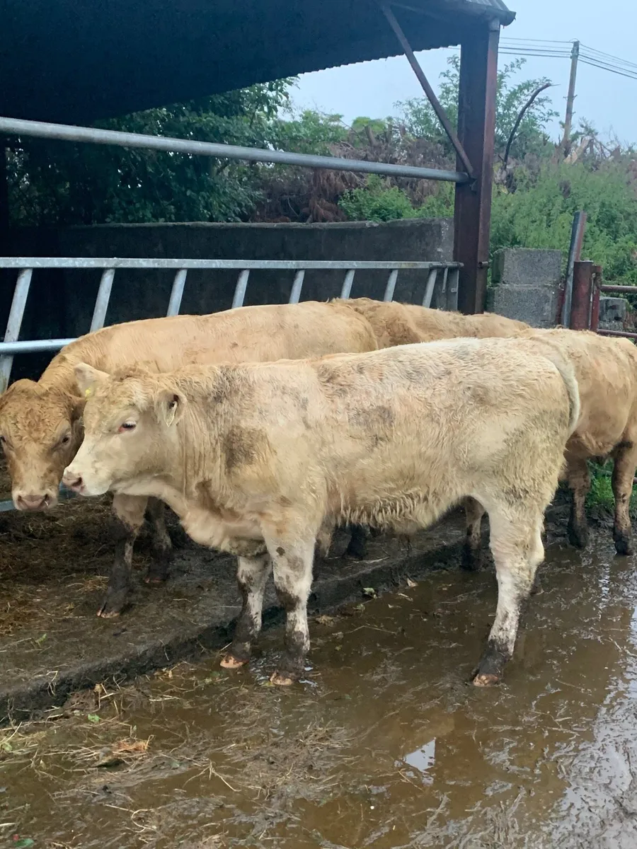 5 Chx bull weanlings for sale - Image 1