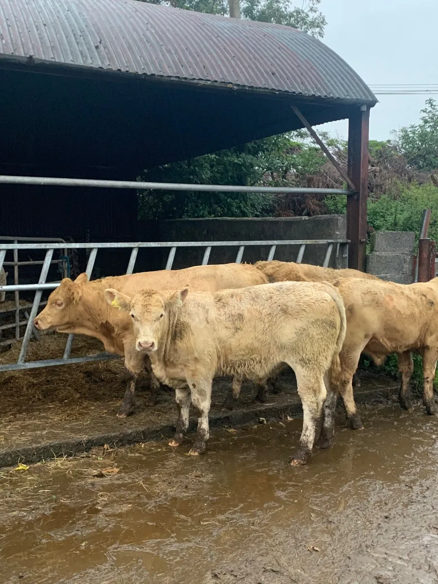5 Chx bull weanlings for sale - Image 2