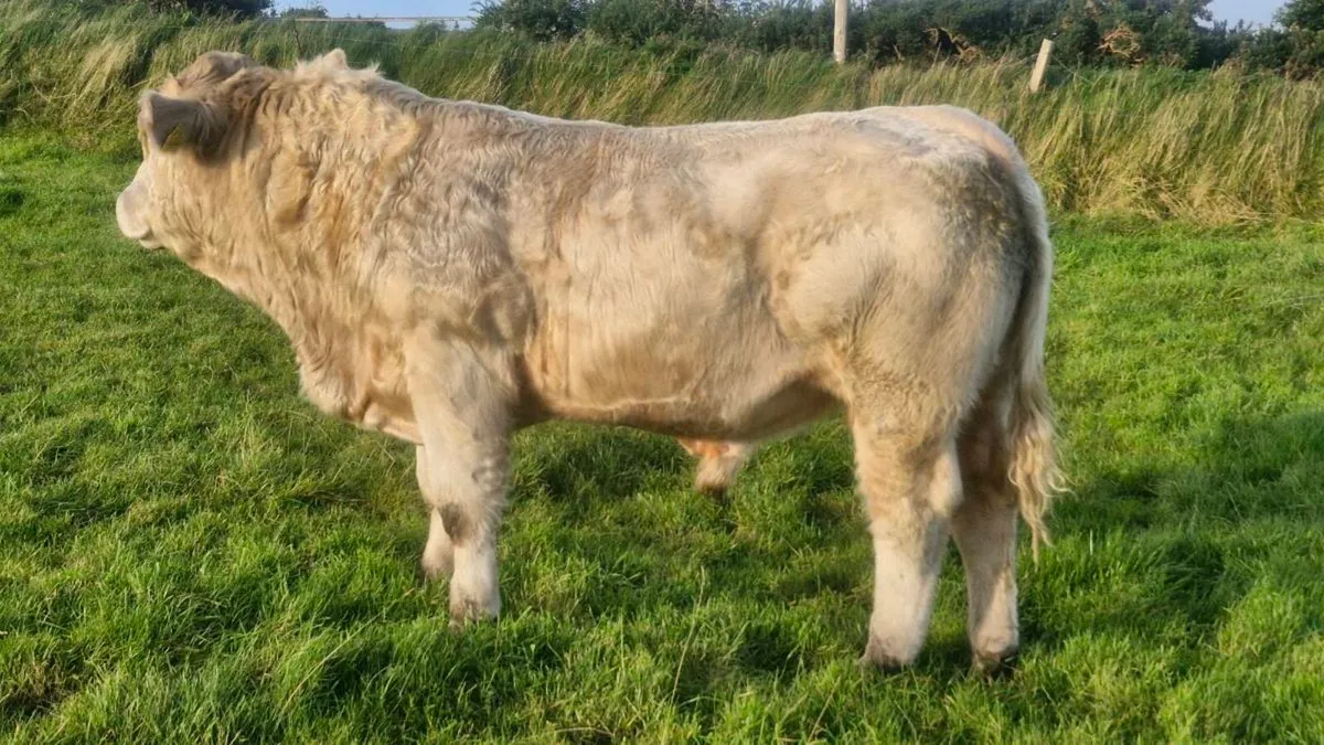 Charolais bull - Image 3