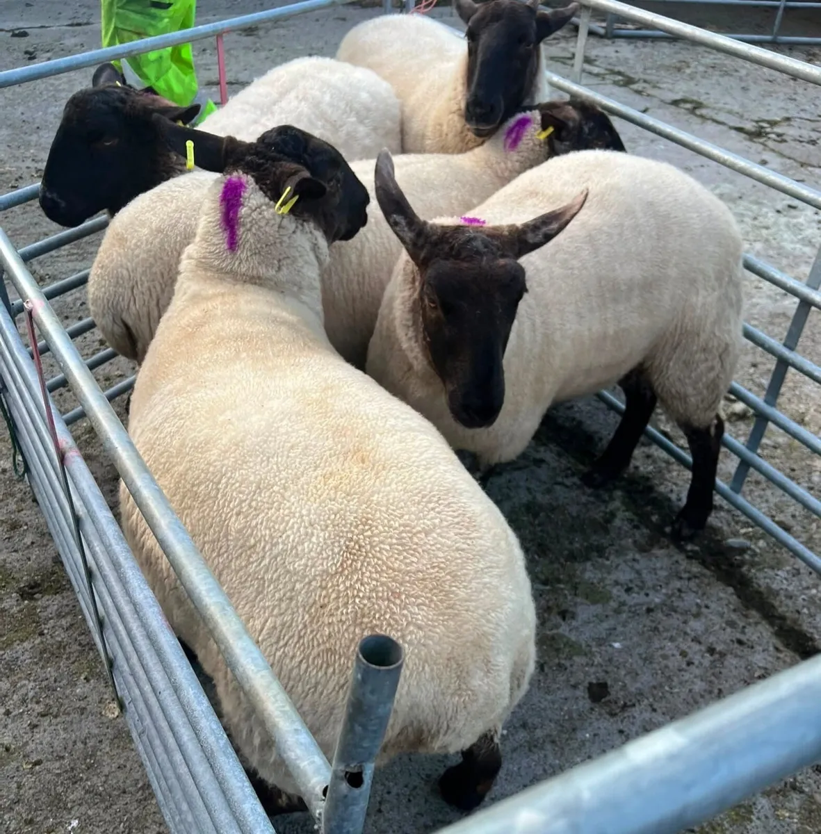 Coolaney Sheep Sale Co.Sligo 26/9/26 - Image 1