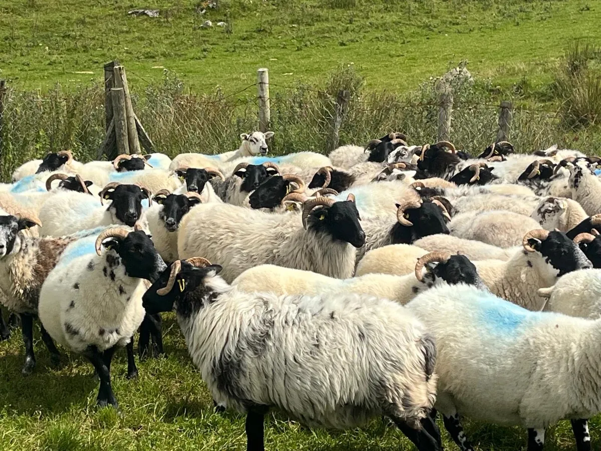 Coolaney Sheep Sale Co.Sligo 26/9/26 - Image 2