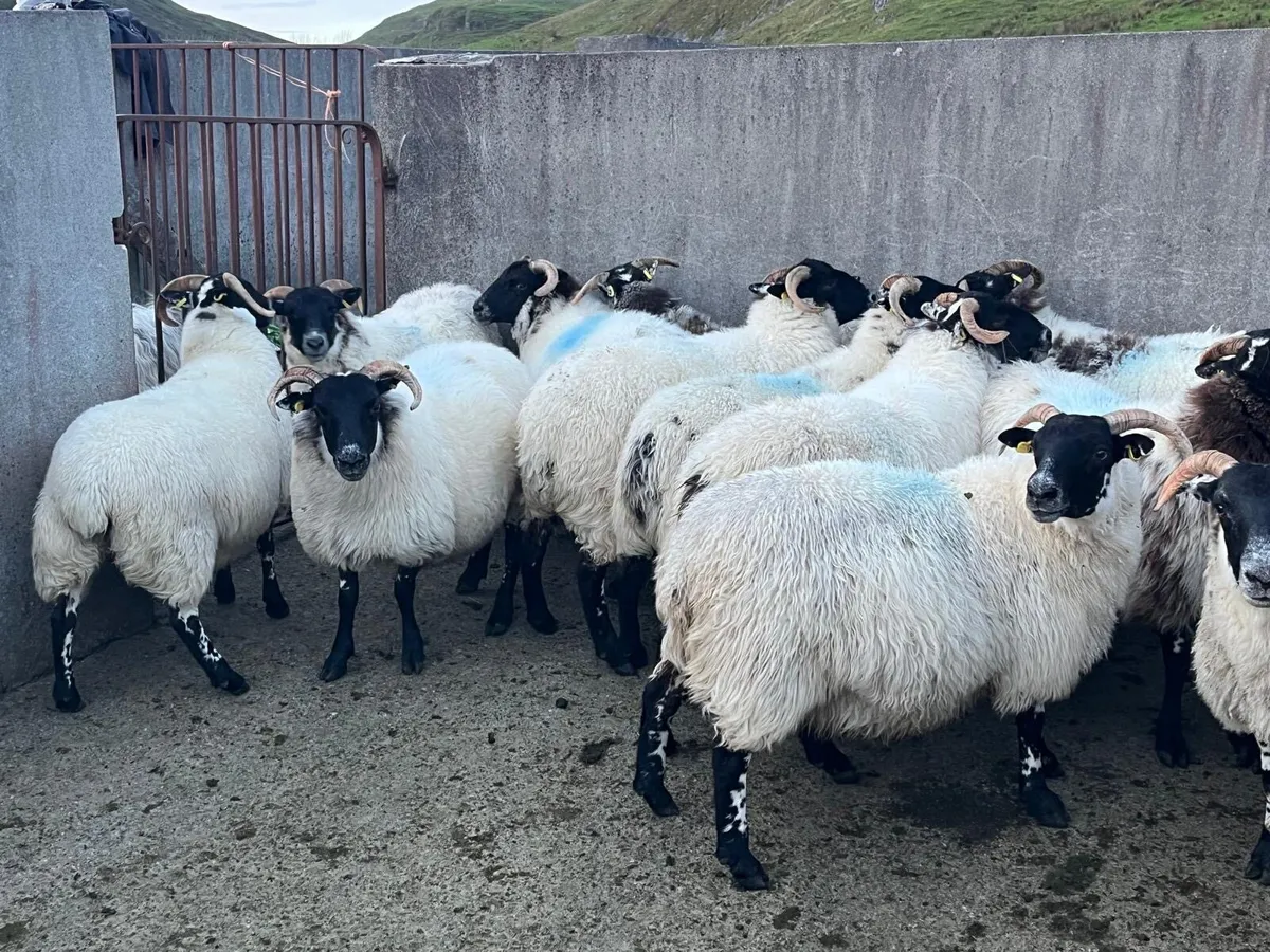 Coolaney Sheep Sale Co.Sligo 26/9/26 - Image 3