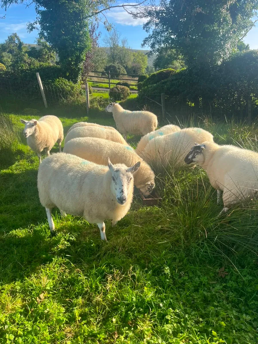 Coolaney Sheep Sale Co.Sligo 26/9/26 - Image 4
