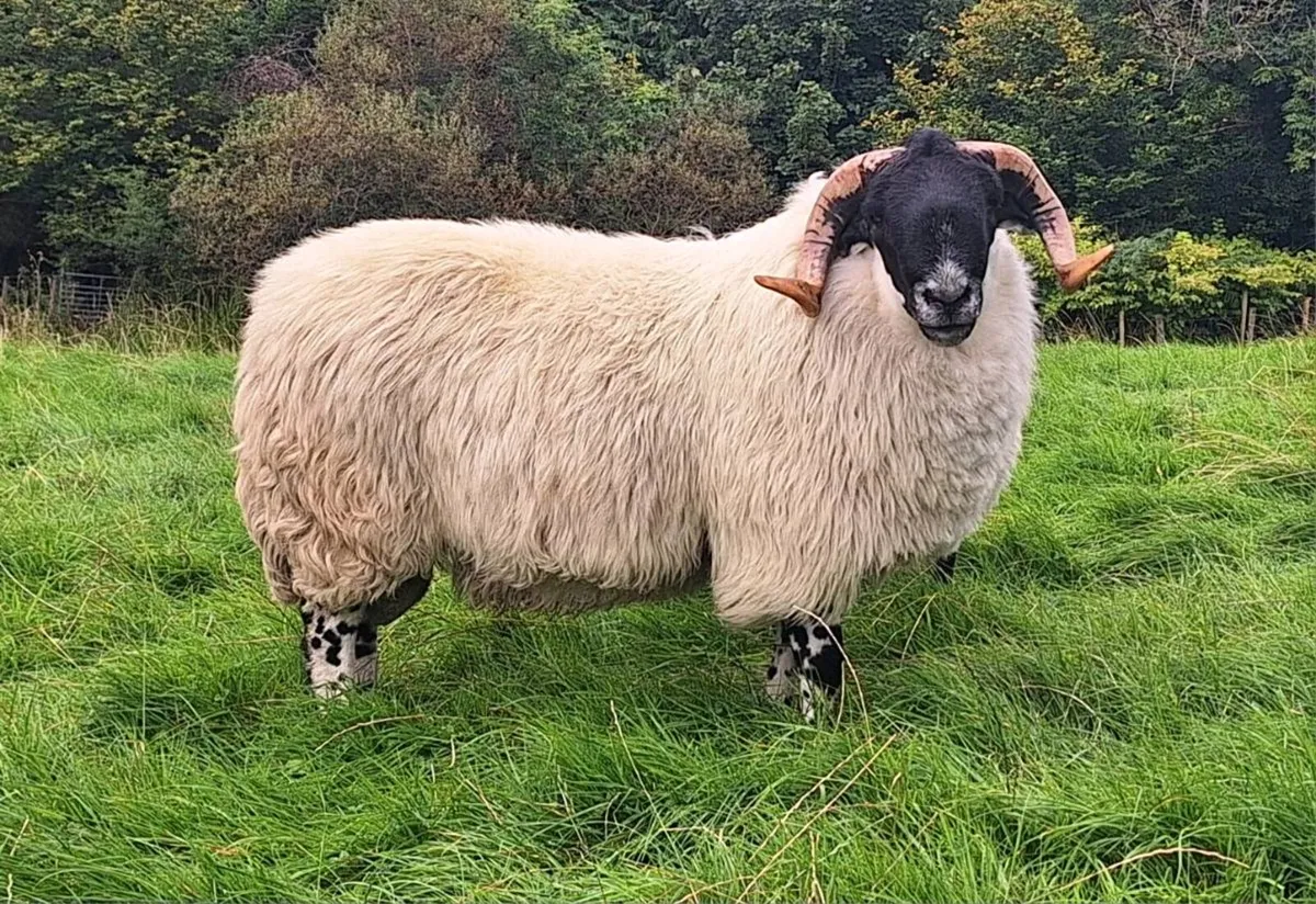 Hogget Ram - Image 1