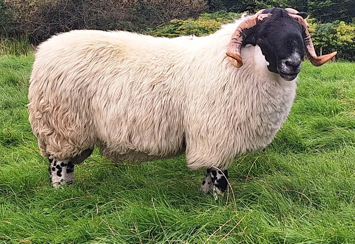Hogget Ram - Image 2