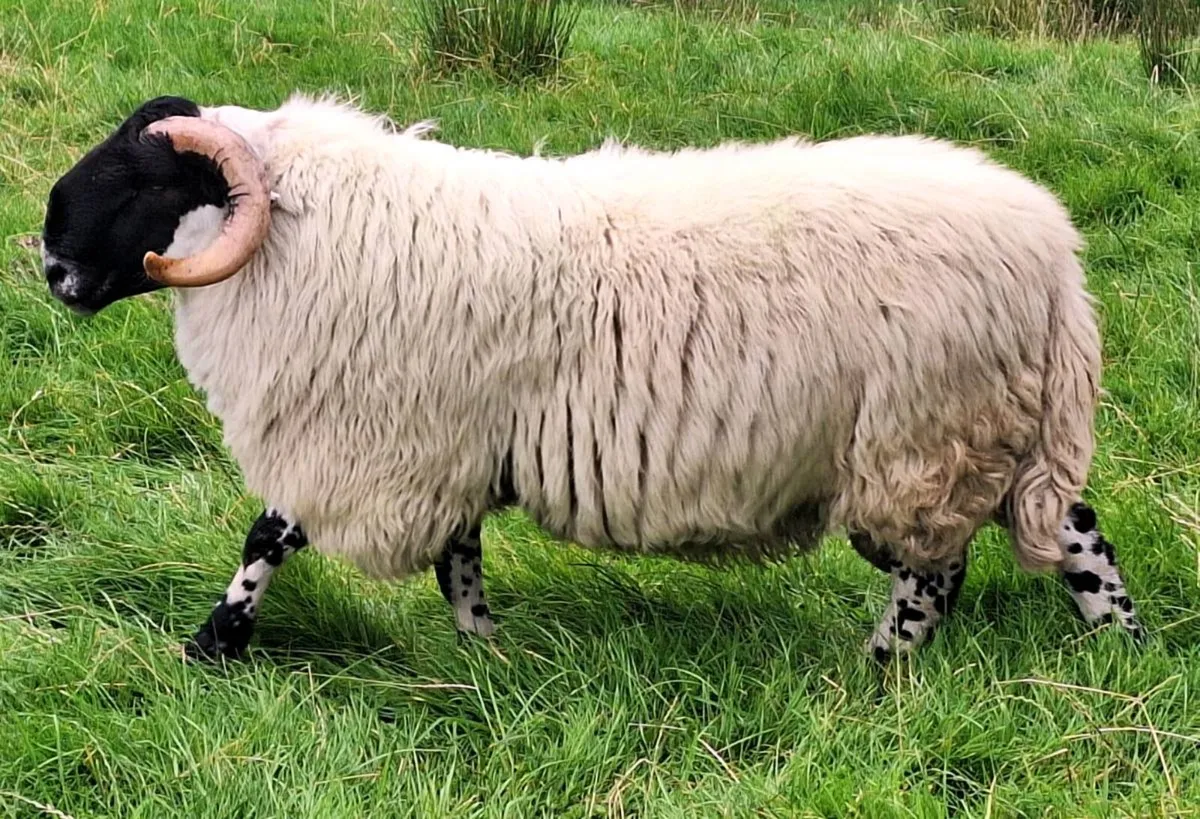 Hogget Ram - Image 3