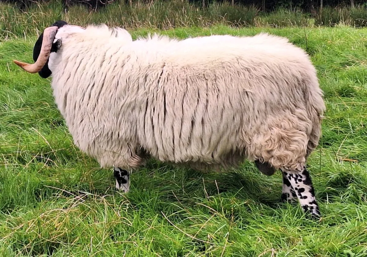 Hogget Ram - Image 4