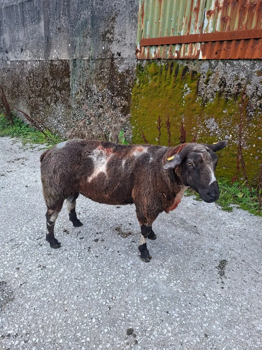Sheep