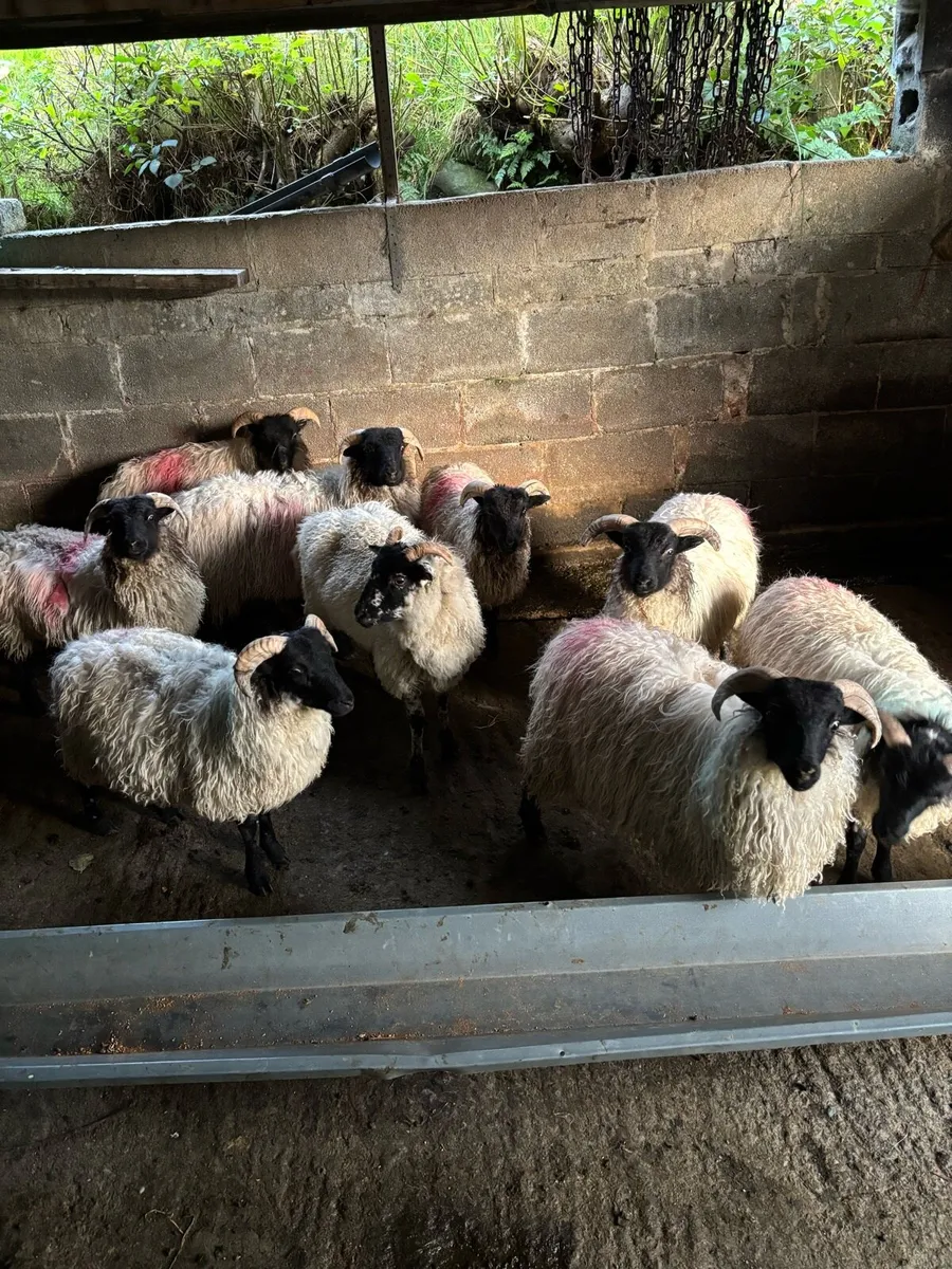 Ram Lambs - Image 1
