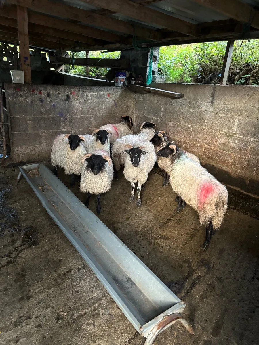 Ram Lambs - Image 2