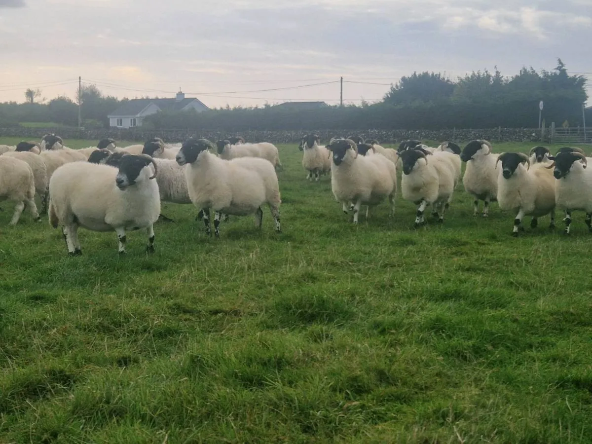 50 super young ewes for sale - Image 2