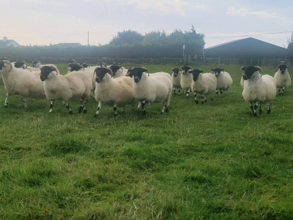 50 super young ewes for sale - Image 3