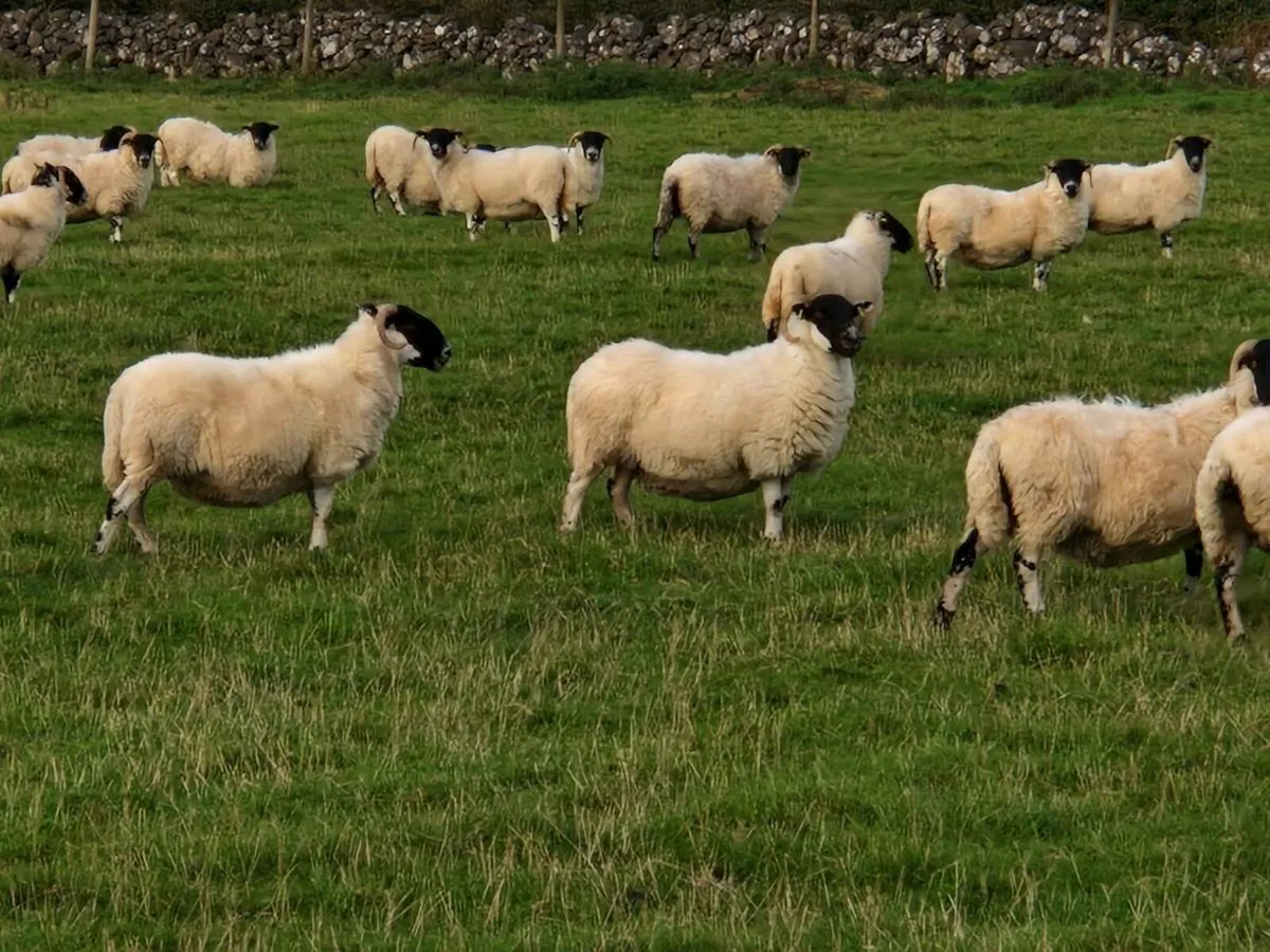 50 super young ewes for sale - Image 4