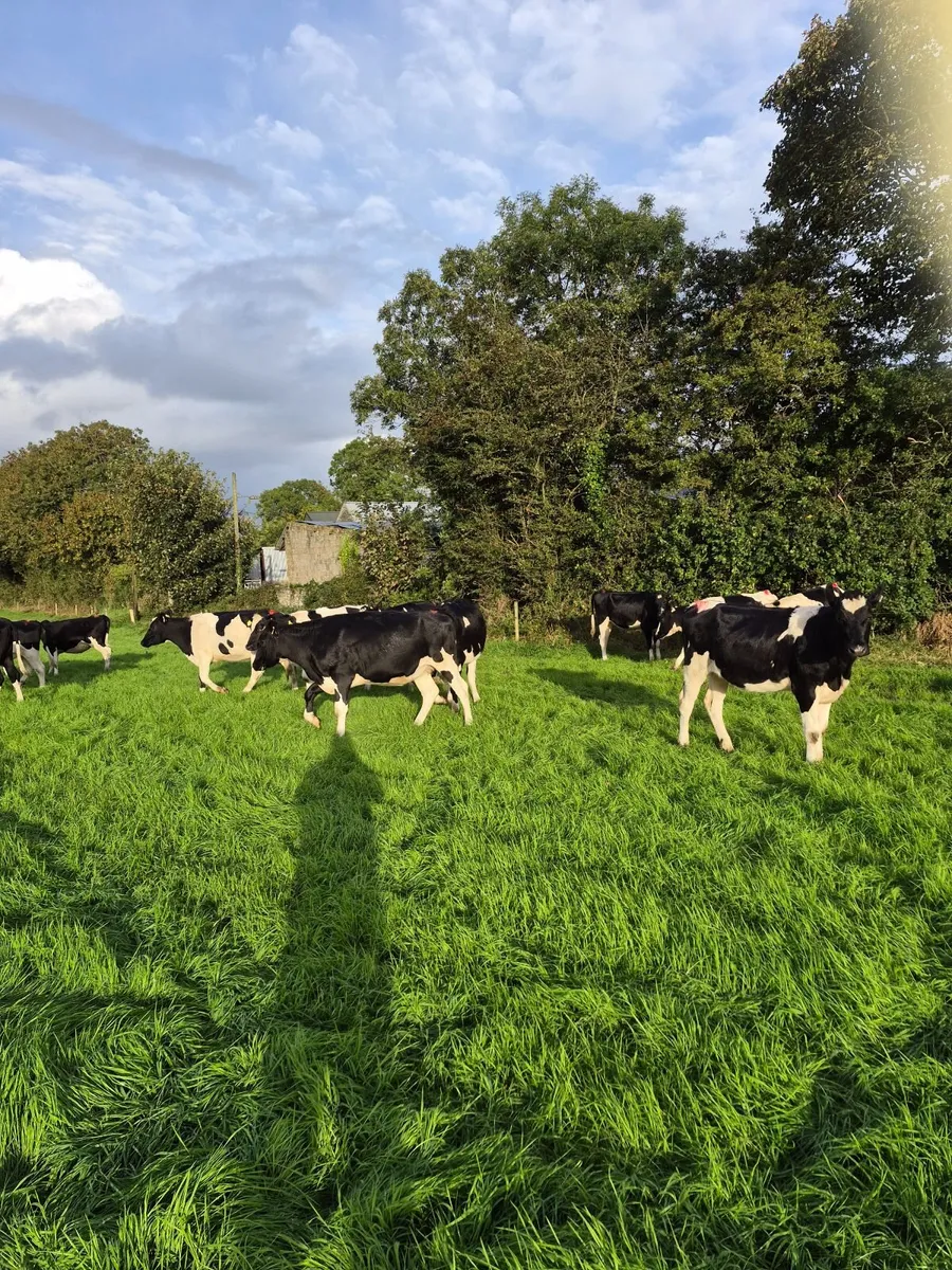 Incalf heifers - Image 2