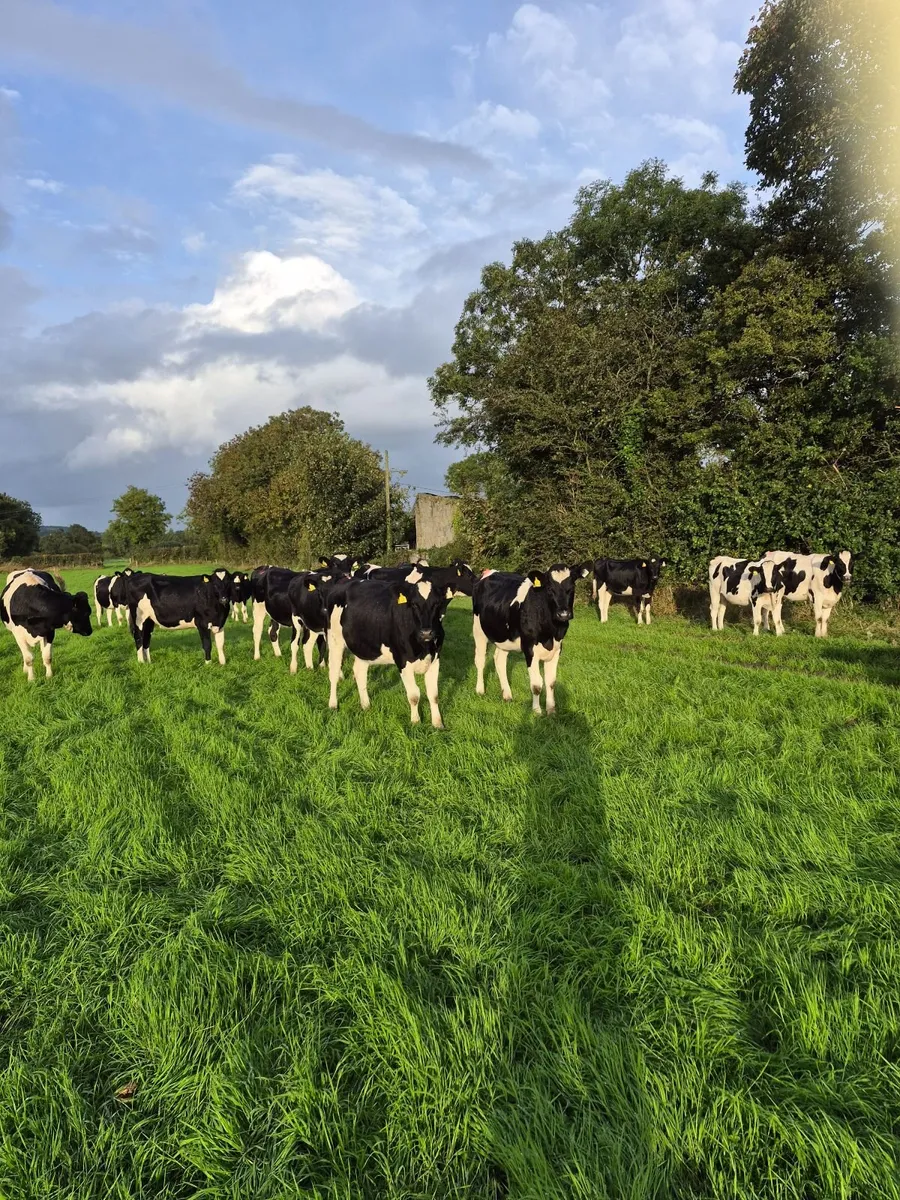 Incalf heifers - Image 3