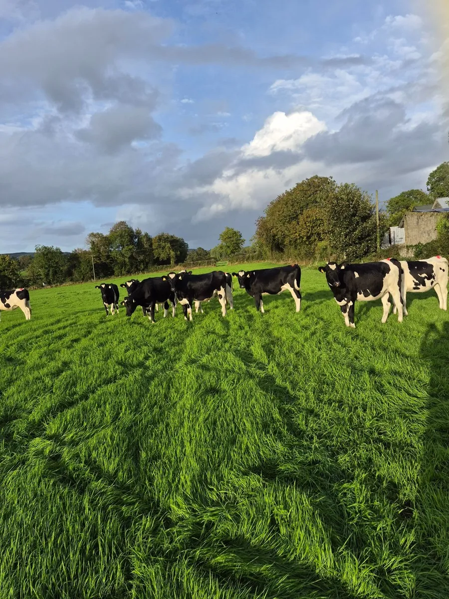 Incalf heifers - Image 1