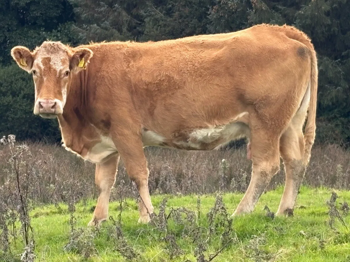 30 incalf spring calving cows - Image 2