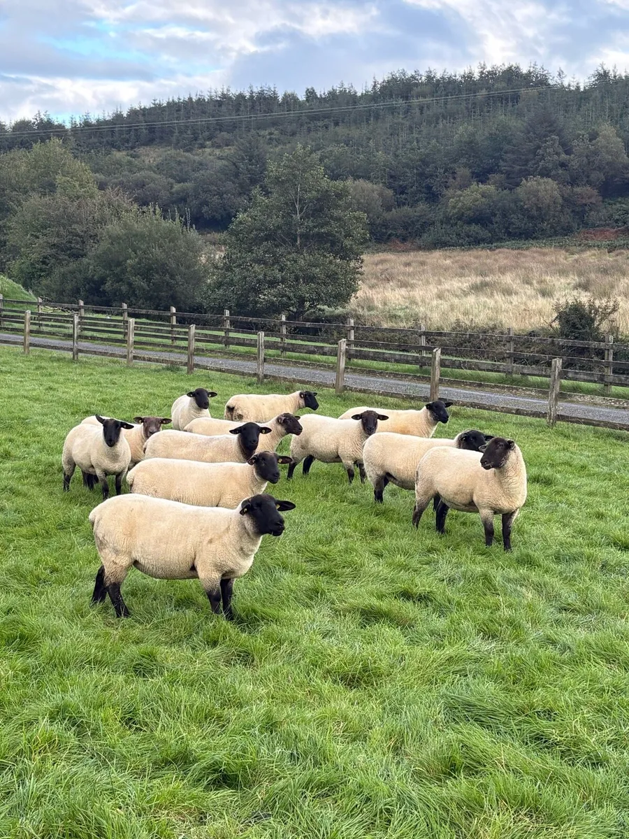 Suffolk hoggets - Image 1