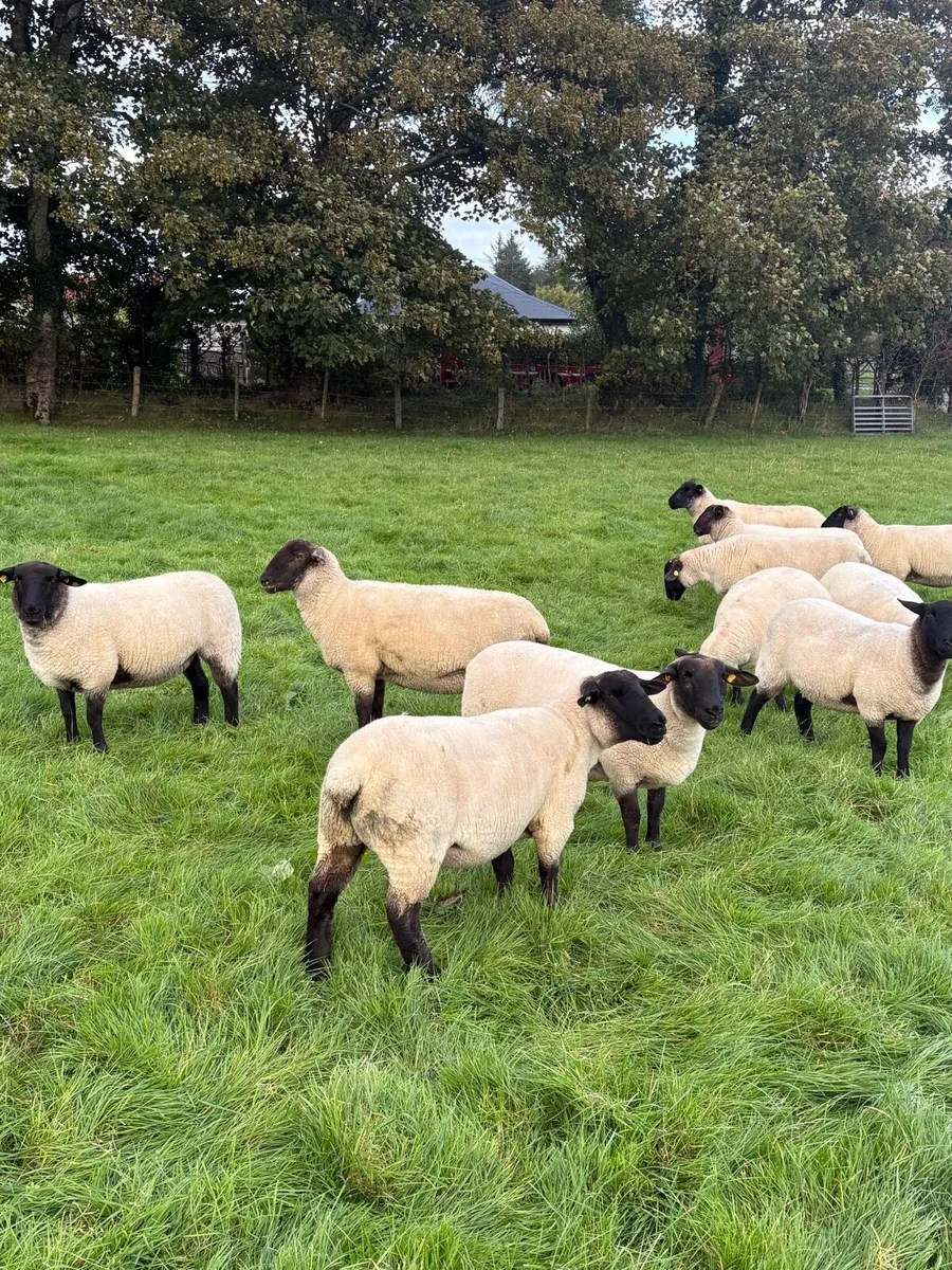 Suffolk hoggets - Image 4