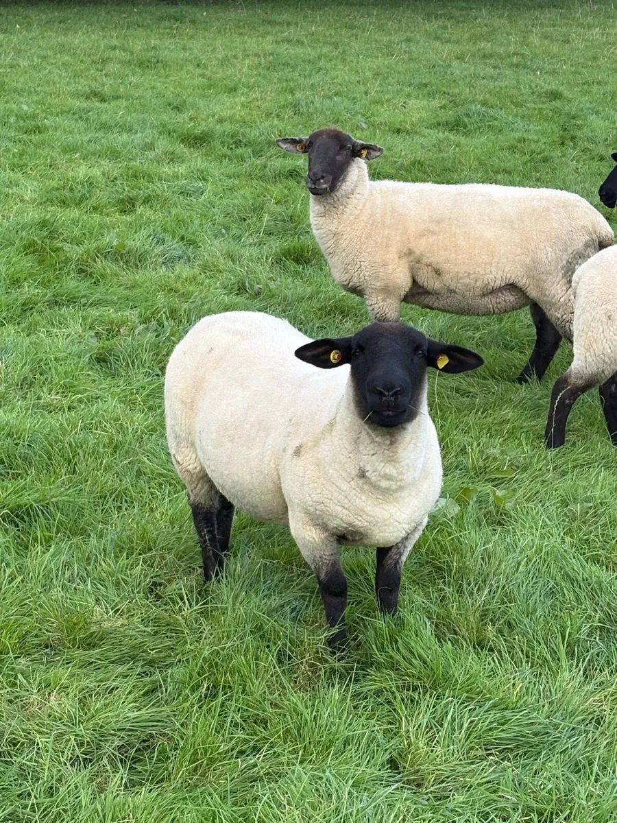Suffolk hoggets - Image 2