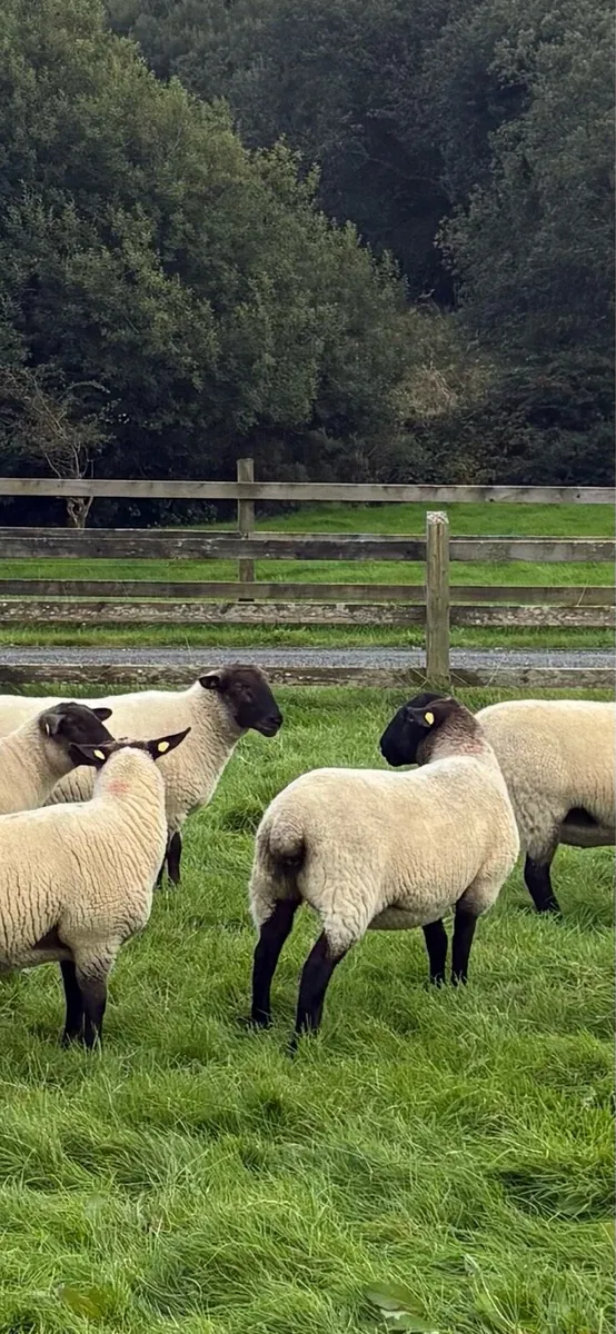 Suffolk hoggets - Image 3