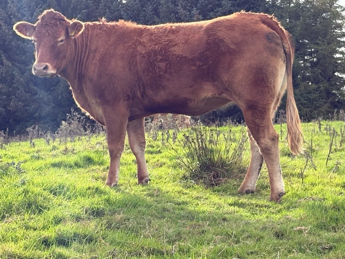 30 incalf spring calving cows - Image 3