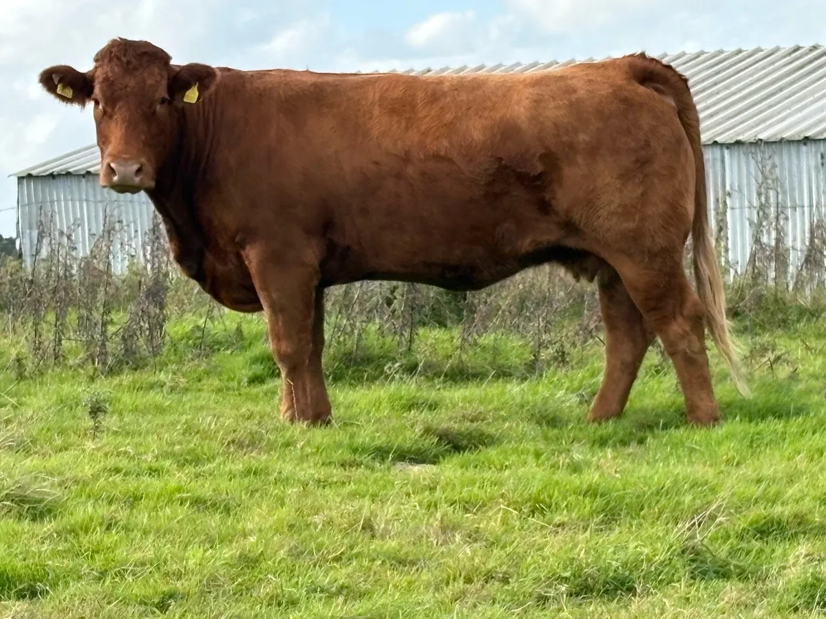 30 incalf spring calving cows - Image 1