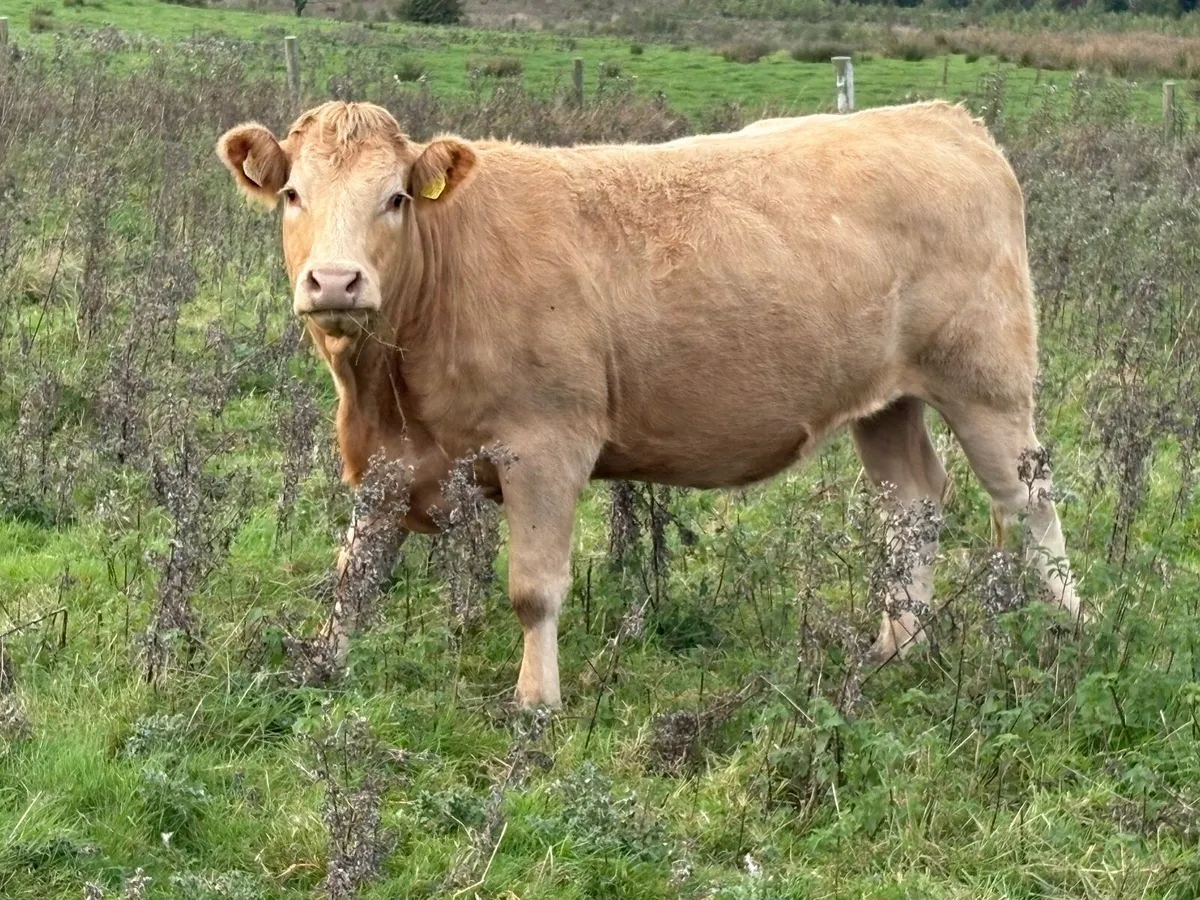 30 incalf spring calving cows - Image 4