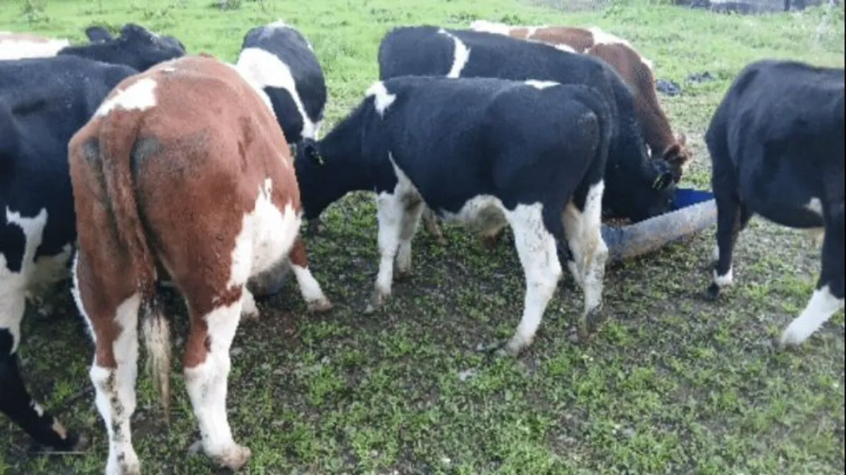 Cattle fresian bullocks - Image 2